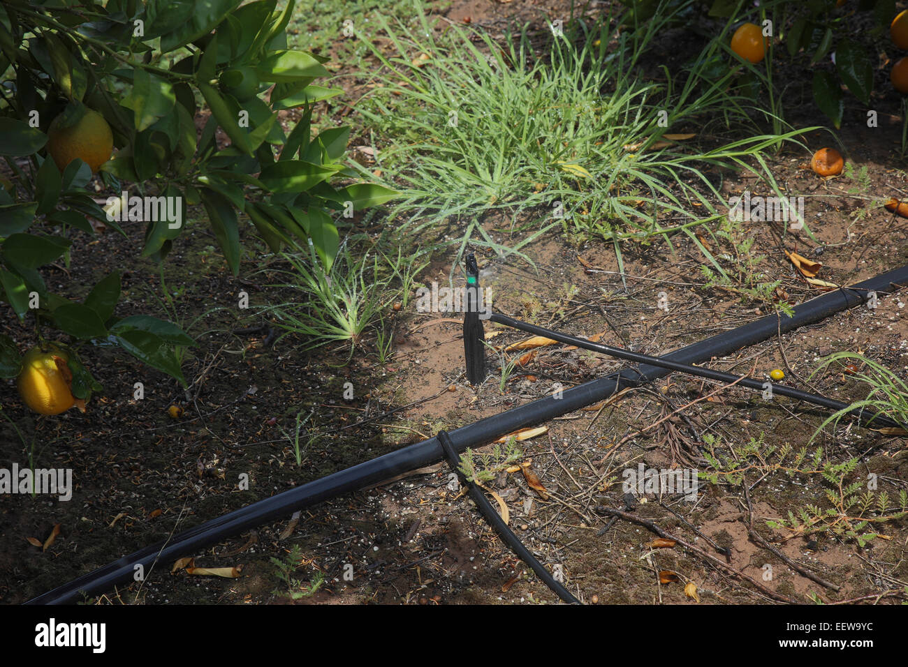 farm irrigation in Australia Stock Photo Alamy