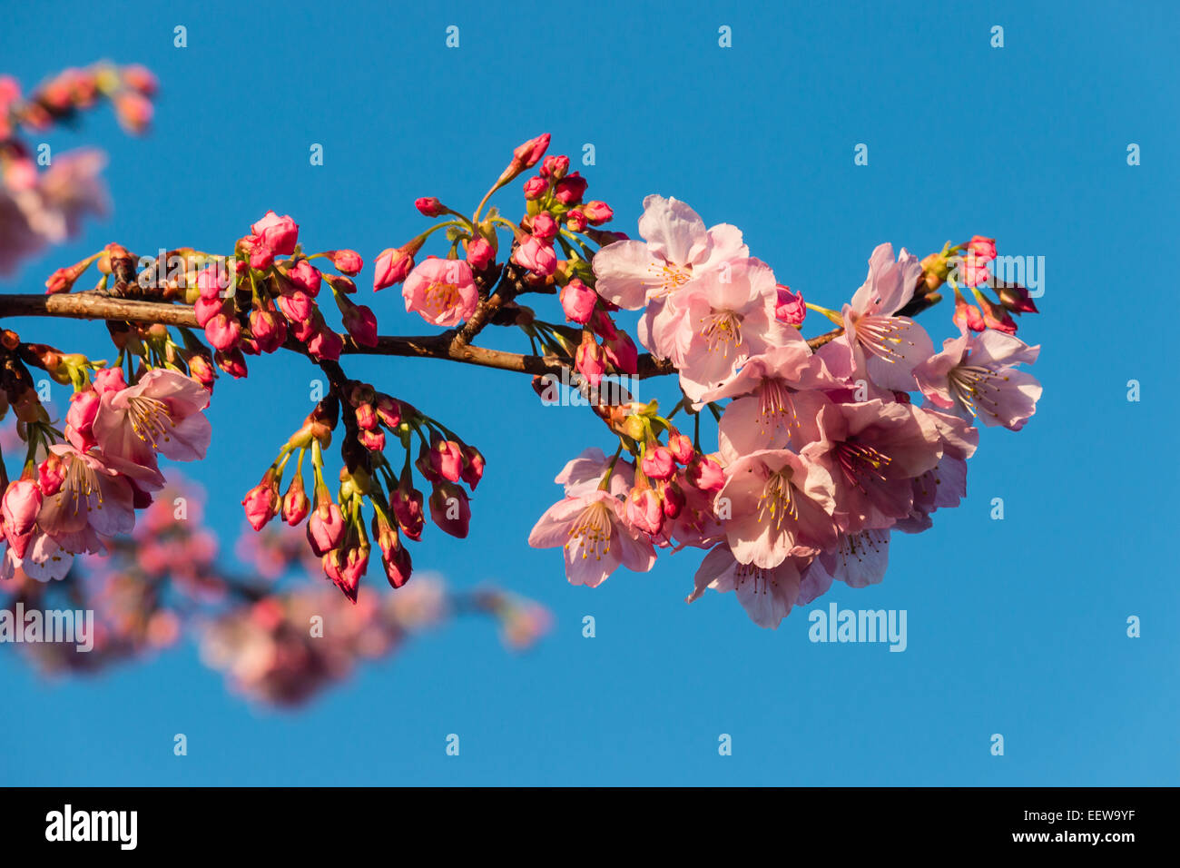cherry blossom against blue sky Stock Photo - Alamy