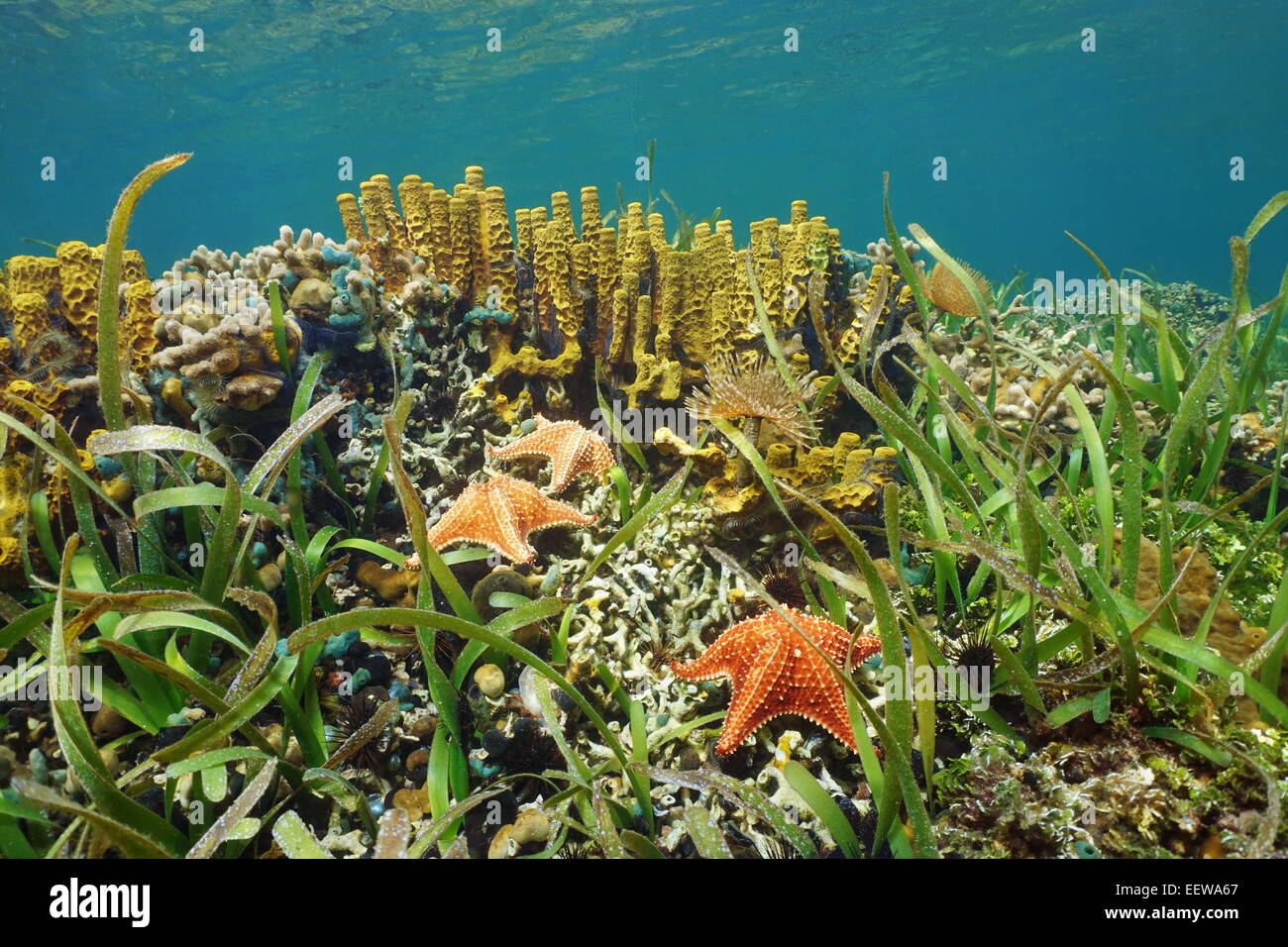 Underwater in a shallow Caribbean coral reef with starfish and sea sponge, Panama Stock Photo