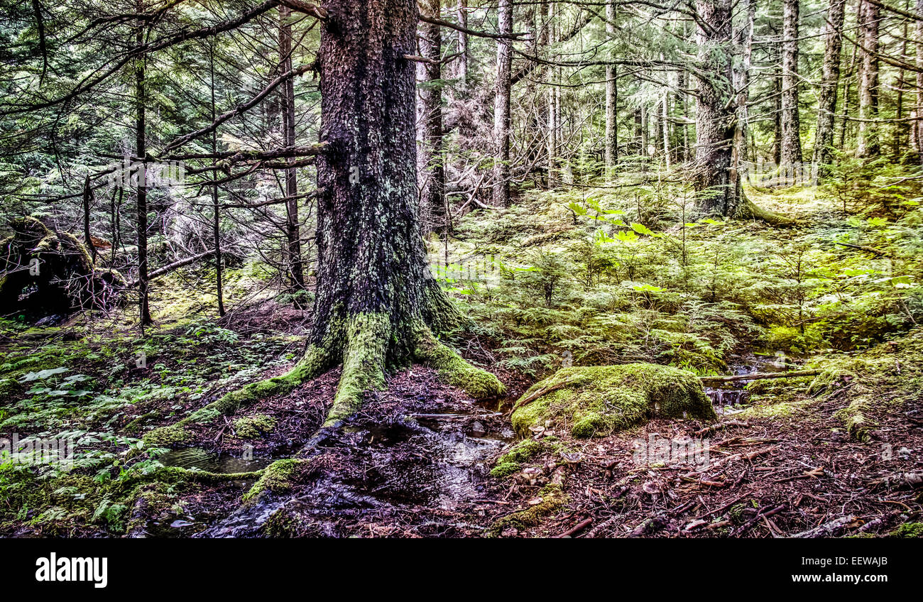 Hemlock and spruce trees in old growth forest in Southeast Alaska. Stock Photo