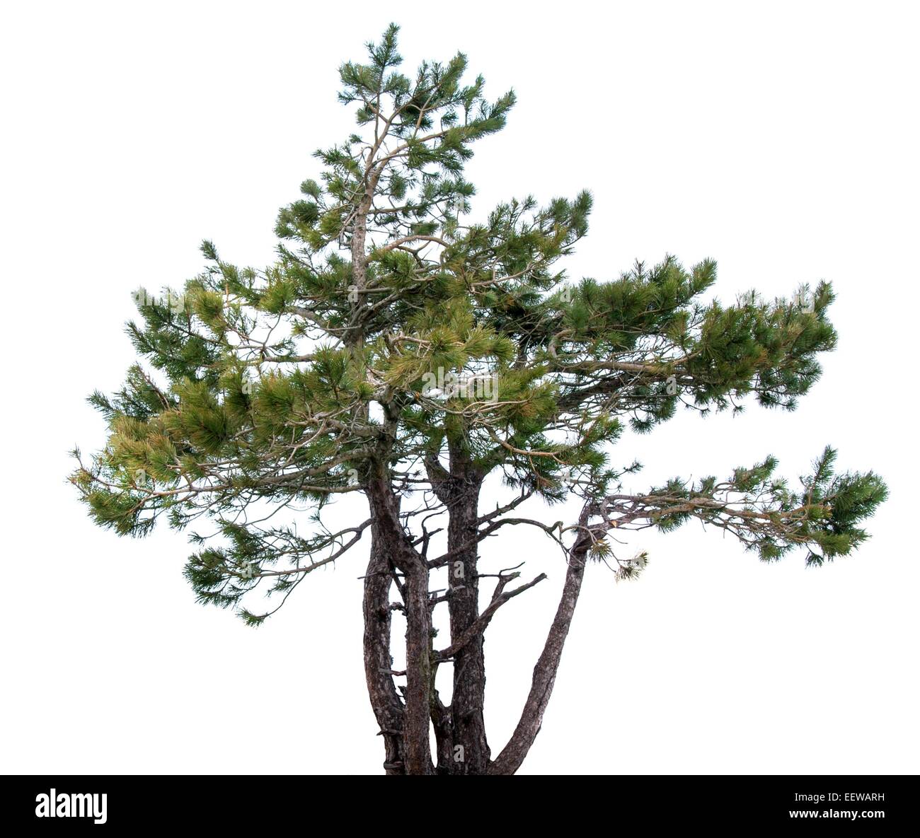 Mountain spruce. conifer.Isolated over white Stock Photo