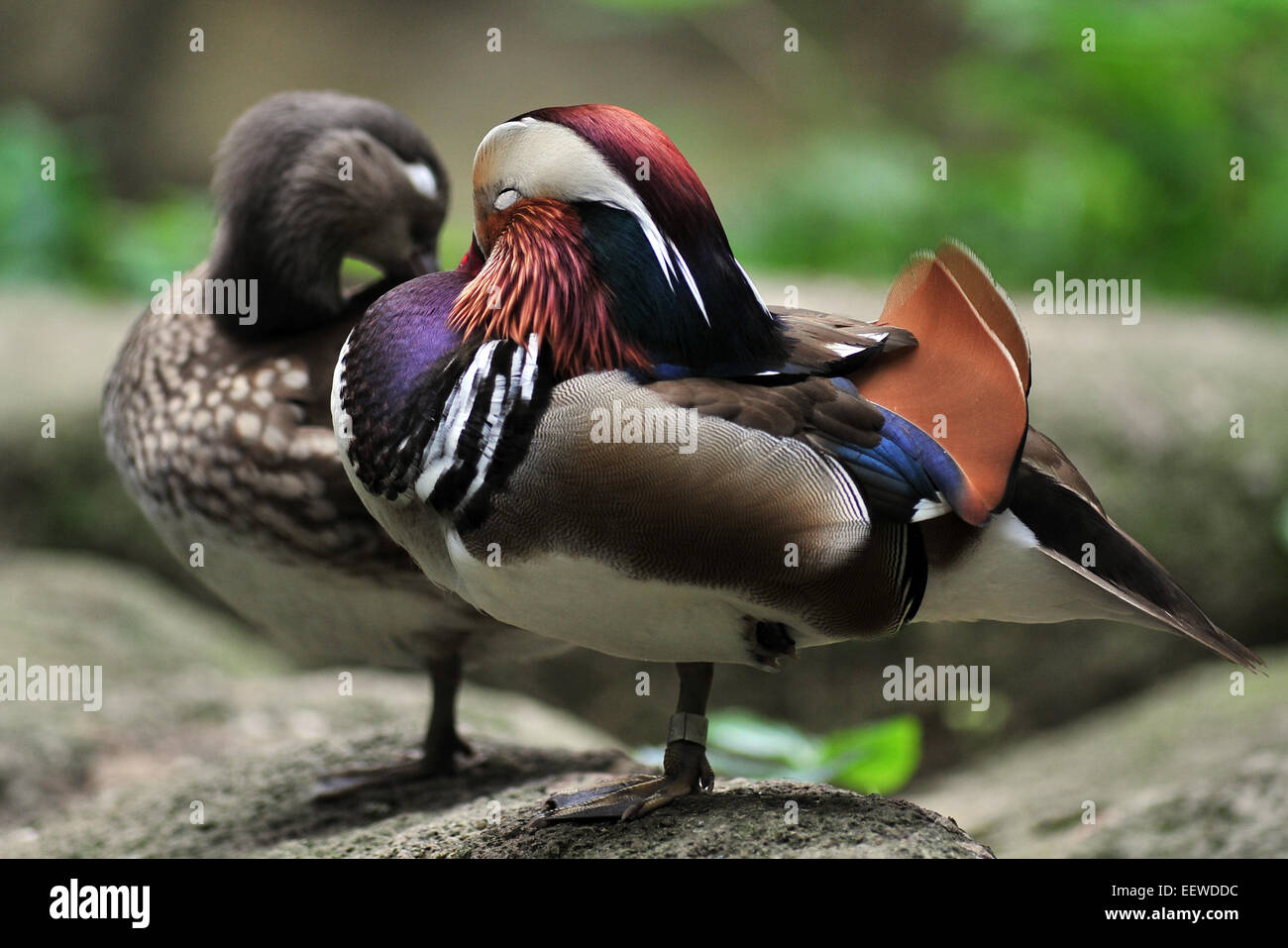 Singapore. 21st Jan, 2015. A pair of mandarin ducks rest in the "Wings