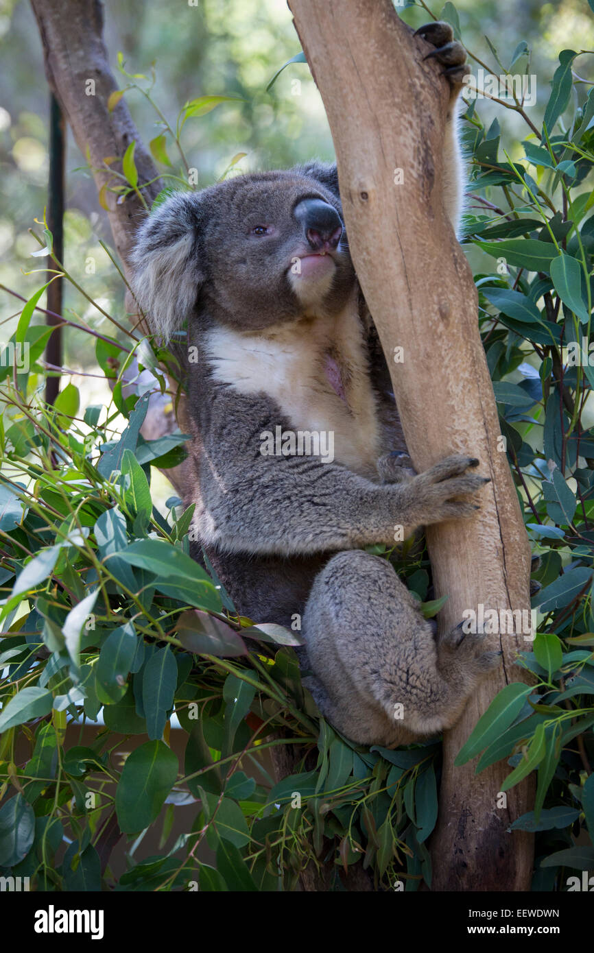 Animal koala hi-res stock photography and images - Alamy
