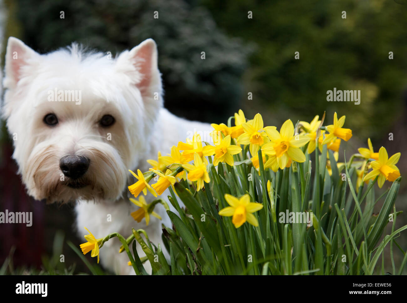 West highland terrier dog behind clump of spring daffodils in garden