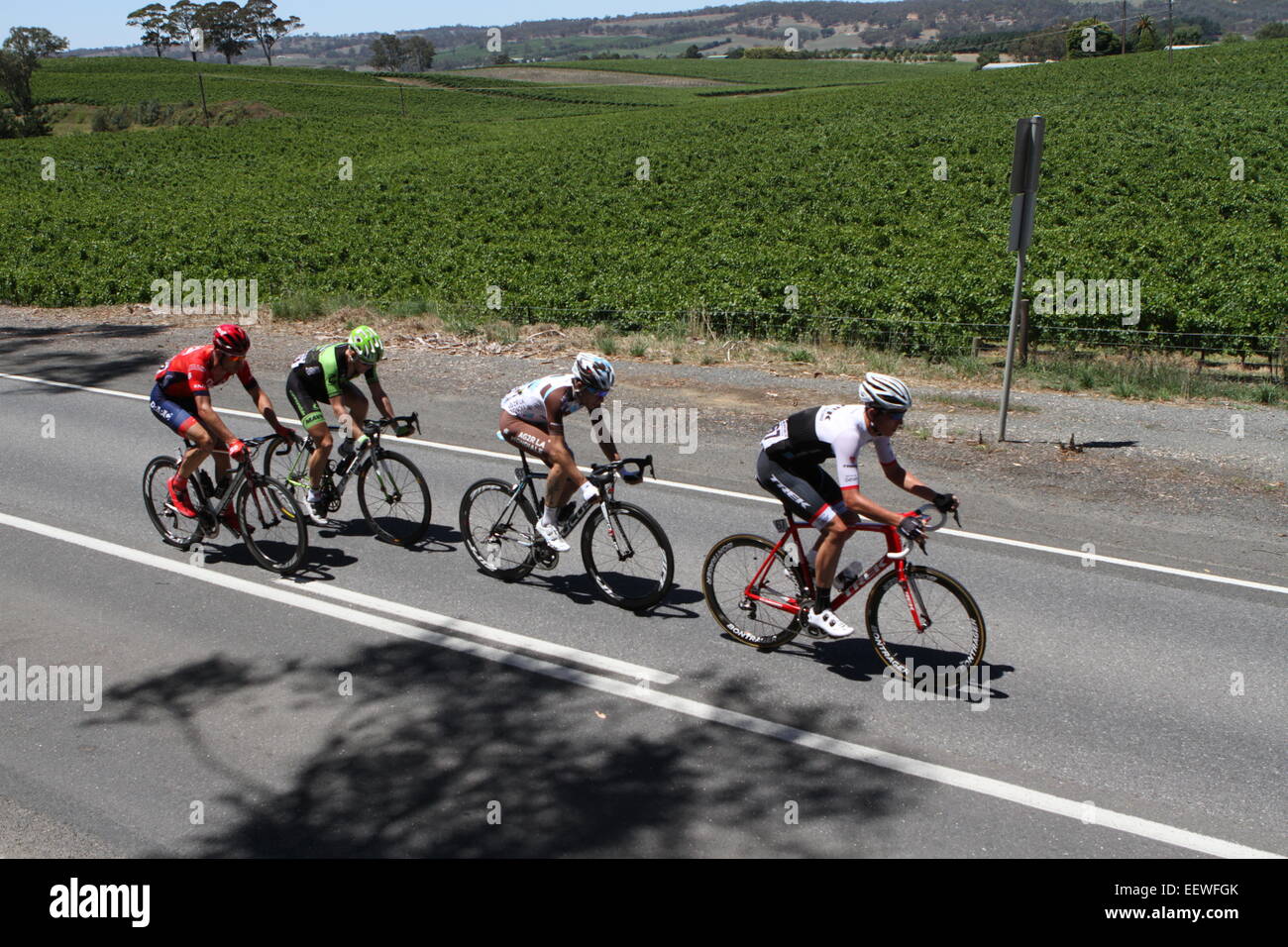 Adelaide, Australia. 22nd January, 2015. Stage 3 breakaway group of four riders, Will Clarke of Drapac Professional Racing, Lasse Norman Hansen (Cannondale-Garmin), Calvin Watson (Trek) and Axel Domont (AG2R La Mondiale) passing picturesque vineyards near Lobethal in Stage 3 of the Santos Tour Down Under on 22 January, 2015 in Adelaide, Australia. © Peter Mundy/Alamy Live News Stock Photo