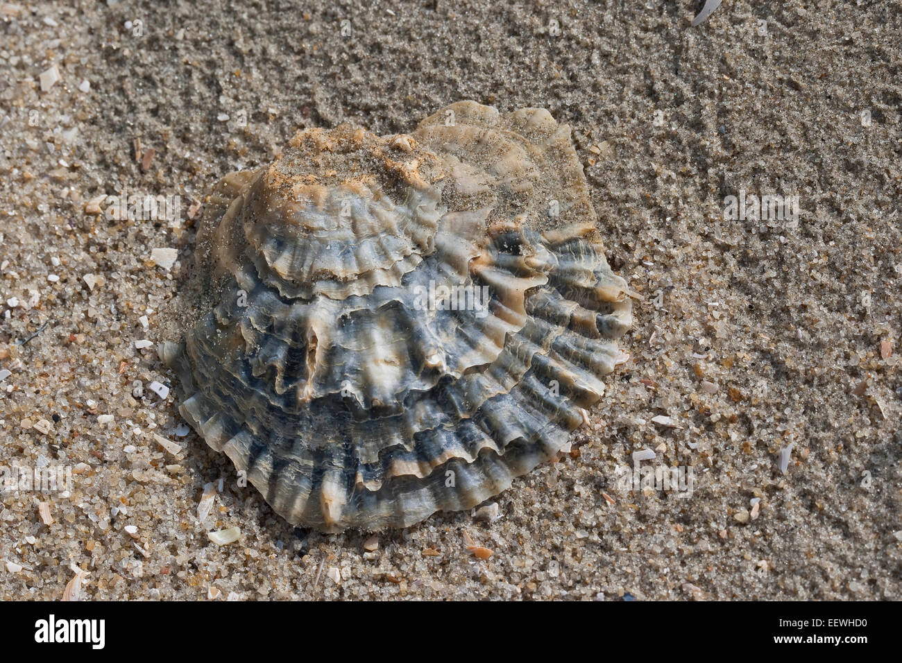 European flat oyster, mud oyster, edible oyster, Europäische Auster, Austern, Muschelschale, Schale, Ostrea edulis, Huître plate Stock Photo