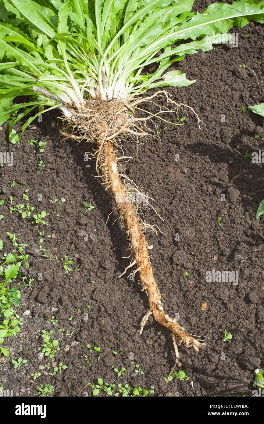 Chicory, coffeeweed, succory, wild endive, Root, root stock, taproot, Wegwarte, Zichorie, Wurzel, Pfahlwurzel, Cichorium intybus Stock Photo