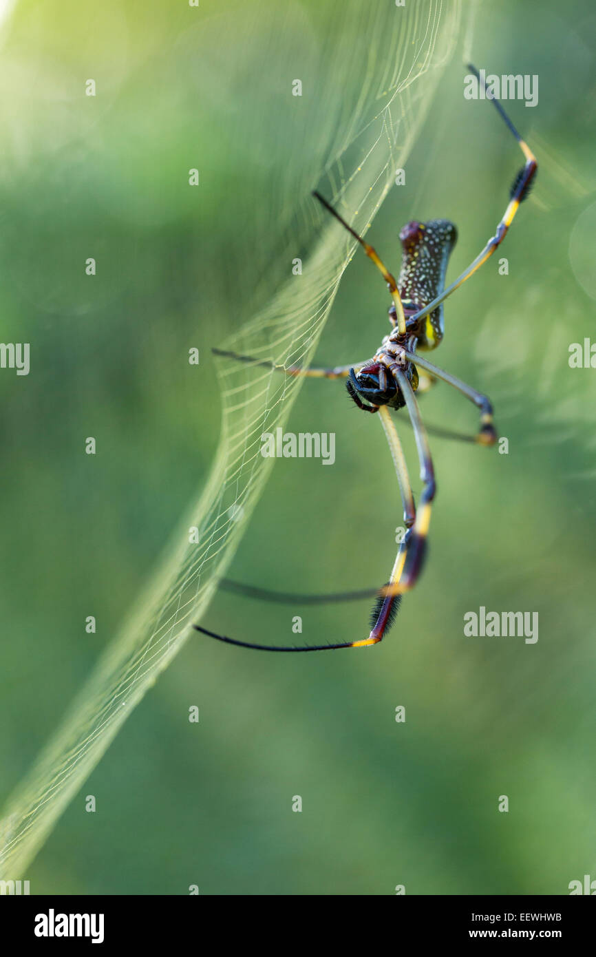 Golden Orb Spider Nephila clavipes in web near Boca Tapada, Costa Rica, February, 2014. Stock Photo
