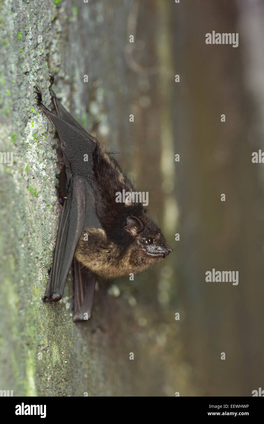 Greater Sacwinged Bat Saccopteryx bilineata hanging from wall near