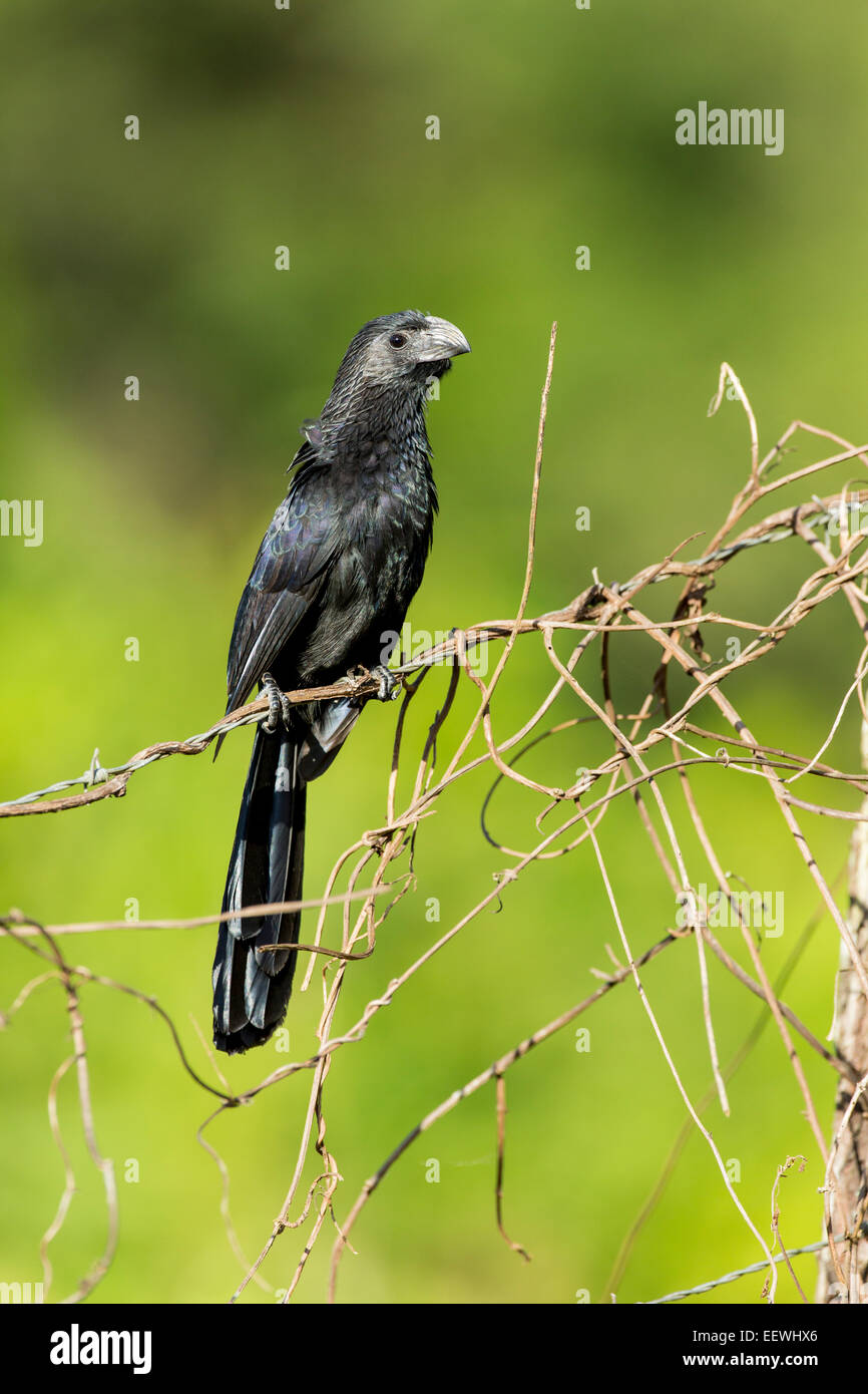 Groove-billed Ani Crotophaga sulcirostris perched on fence near Boca Tapada, Costa Rica, February, 2014. Stock Photo