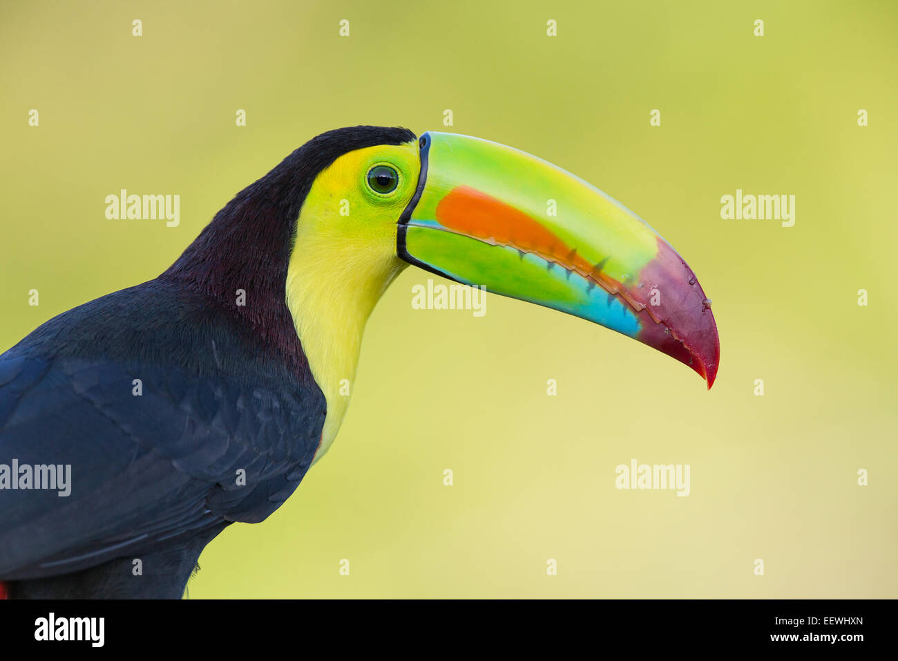 Close up of Keel-billed Toucan Ramphastos sulfuratus at Boca Tapada, Costa Rica, December, 2013. Stock Photo