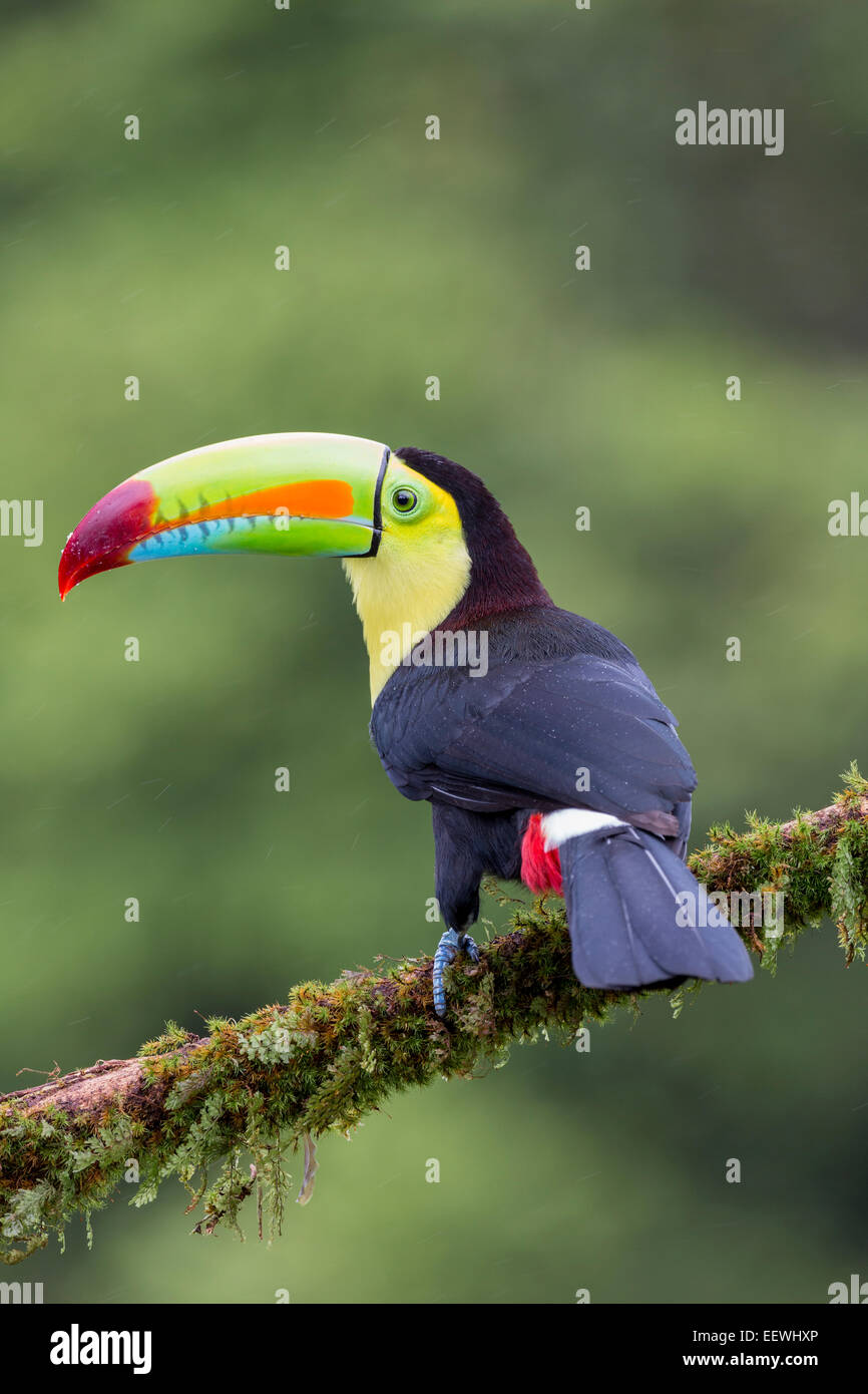 Keel-billed Toucan Ramphastos sulfuratus perched on mossy branch at Boca Tapada, Costa Rica, January, 2014. Stock Photo