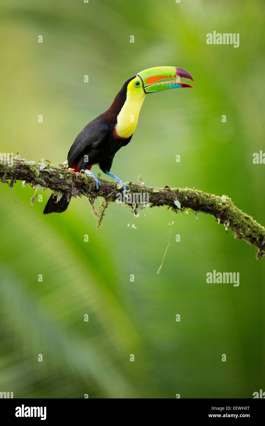 Keel-billed Toucan Ramphastos sulfuratus perched on mossy branch at Boca Tapada, Costa Rica, February, 2014. Stock Photo