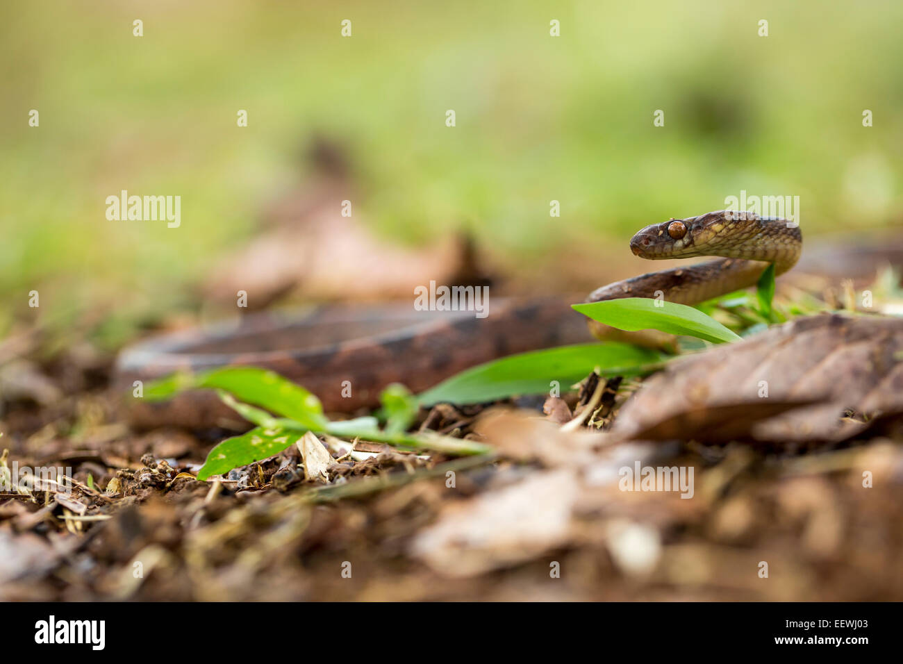 Northern Cat-eyed Snake Leptodeira septentrionalis amongst leaf litter near Boca Tapada, Costa Rica, February, 2014. Stock Photo