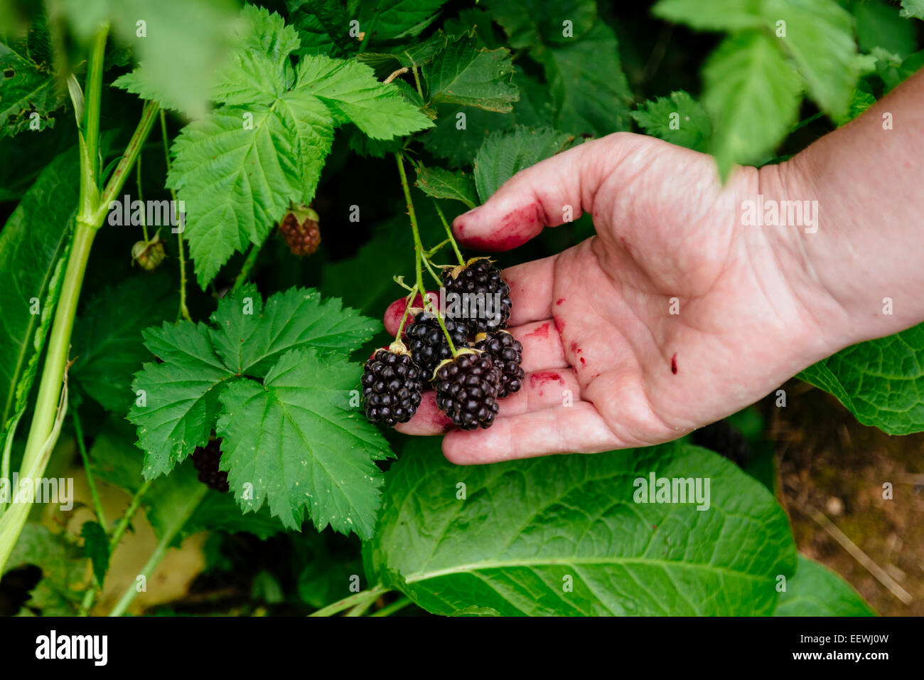 Man picking blackberries at u-pick farm in Silvan, Victoria, Australia Stock Photo