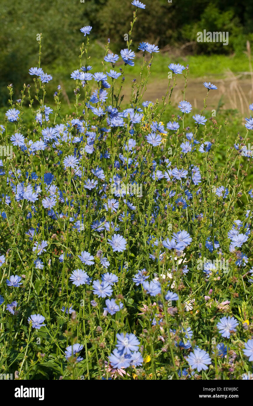 Chicory, blue daisy, blue dandelion, coffeeweed, horseweed, succory, wild endive, Wegwarte, Zichorie, Cichorium intybus Stock Photo