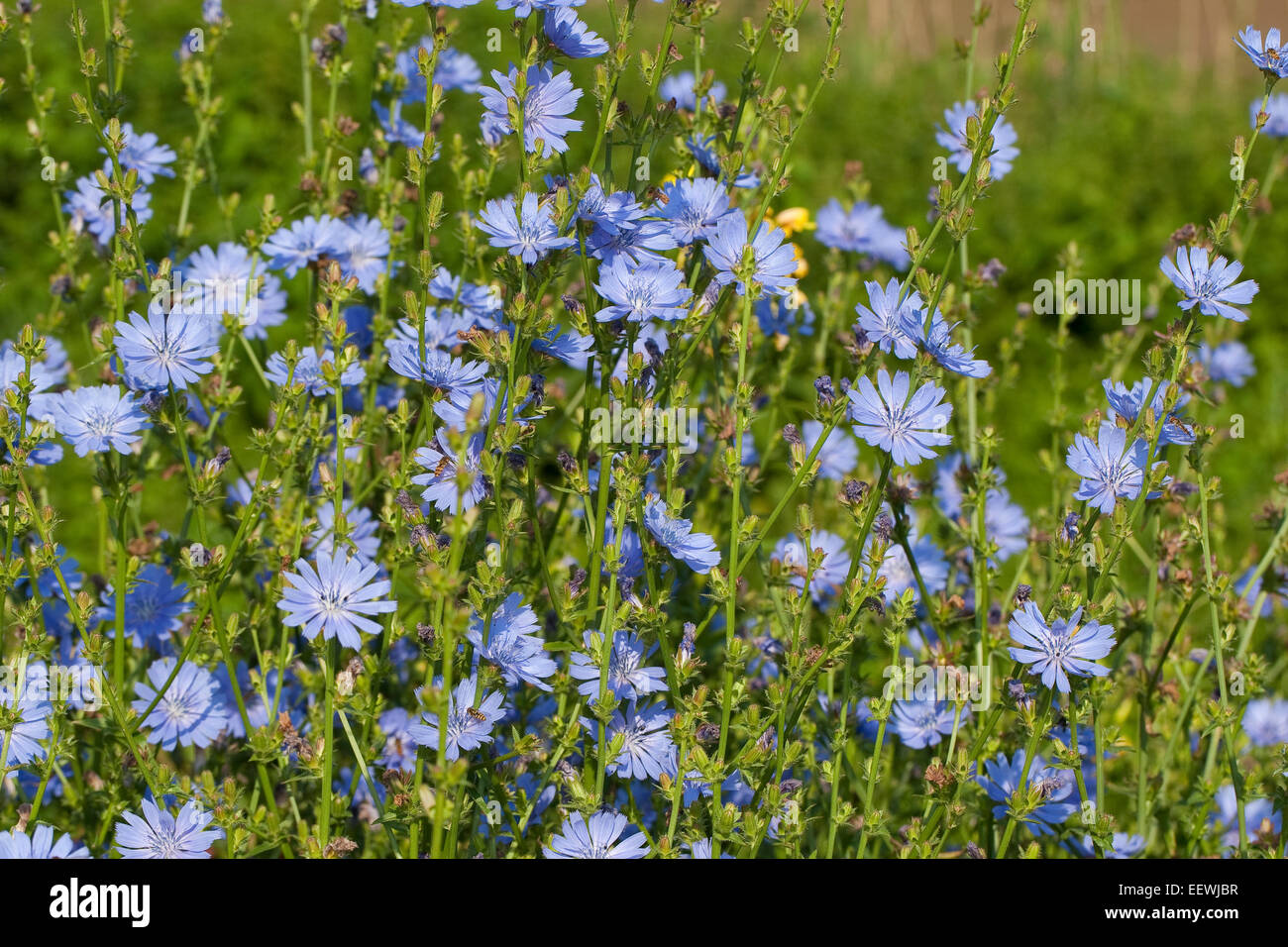 Chicory, blue daisy, blue dandelion, coffeeweed, horseweed, succory, wild endive, Wegwarte, Zichorie, Cichorium intybus Stock Photo