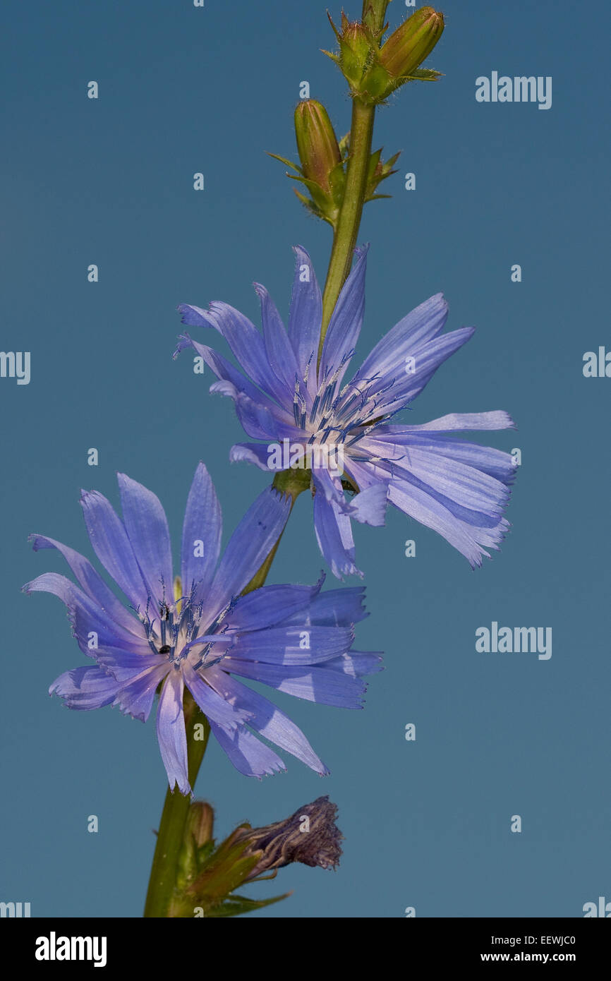 Chicory, blue daisy, blue dandelion, coffeeweed, horseweed, succory, wild endive, Wegwarte, Zichorie, Cichorium intybus Stock Photo