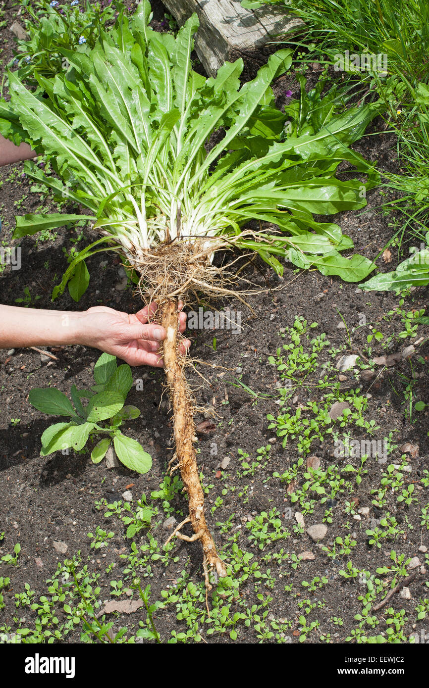 Chicory, coffeeweed, succory, wild endive, Root, root stock, taproot, Wegwarte, Zichorie, Wurzel, Pfahlwurzel, Cichorium intybus Stock Photo