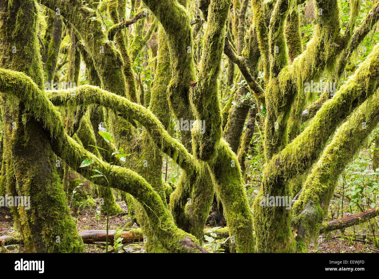 Tree trunks overgrown with moss hi-res stock photography and images - Alamy