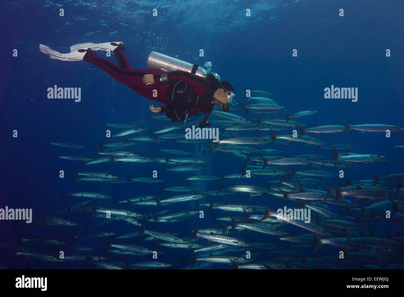 Diver swimming with a school of Blackfin Barracudas (Sphyraena qenie), Palau Stock Photo