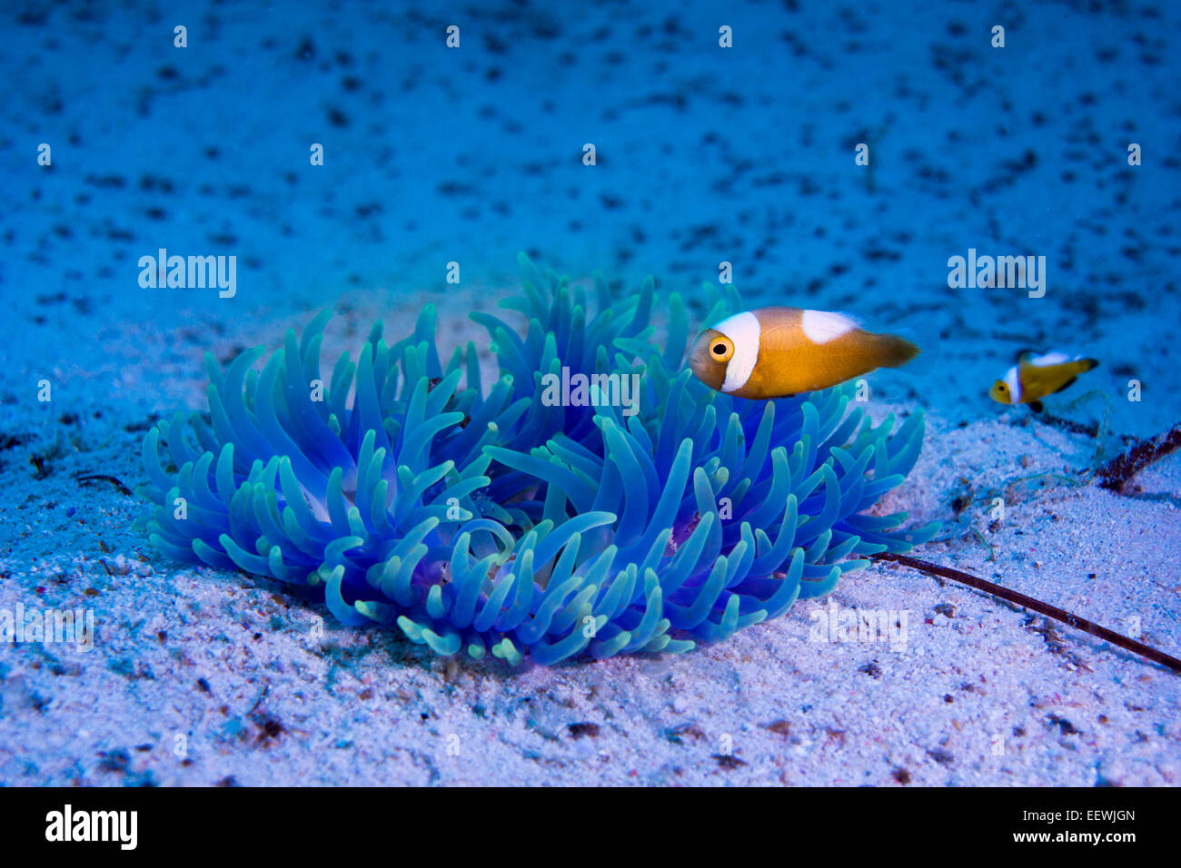 Young Saddleback Clownfish (Amphiprion polymnus), Philippines Stock Photo