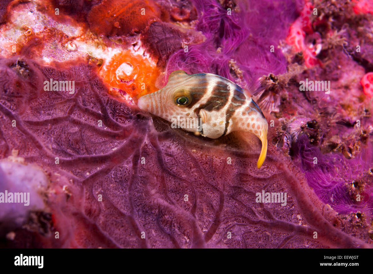 Valentini Puffer (Canthigaster valentini), Philippines Stock Photo