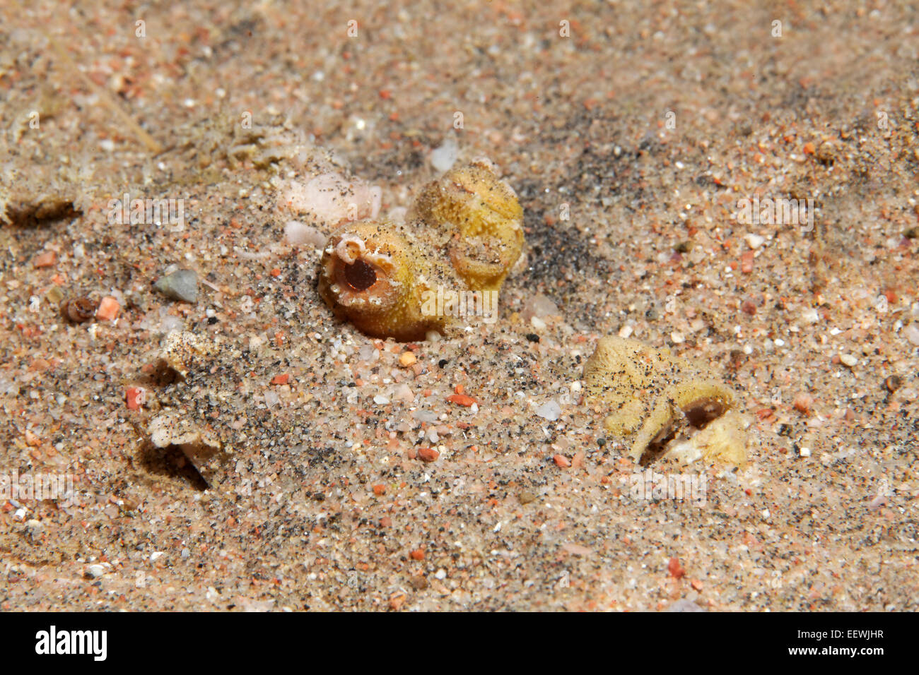 Filament-finned Stinger, Two-stick Stingfish or Devil Scorpionfish (Inimicus filamentosus), camouflaged, buried in the sand Stock Photo