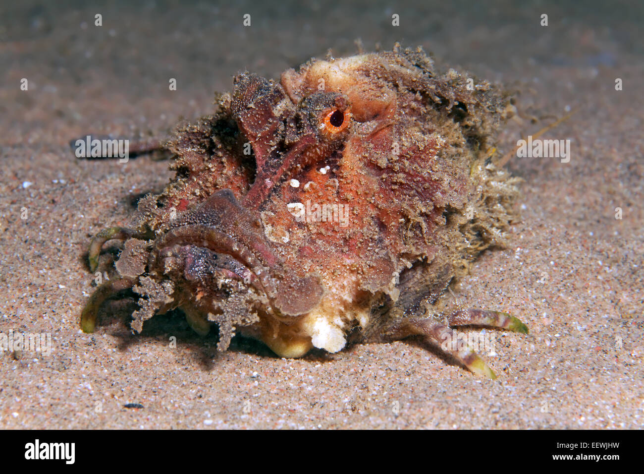 Filament-finned Stinger, Two-stick Stingfish or Devil Scorpionfish (Inimicus filamentosus), Jordan Stock Photo