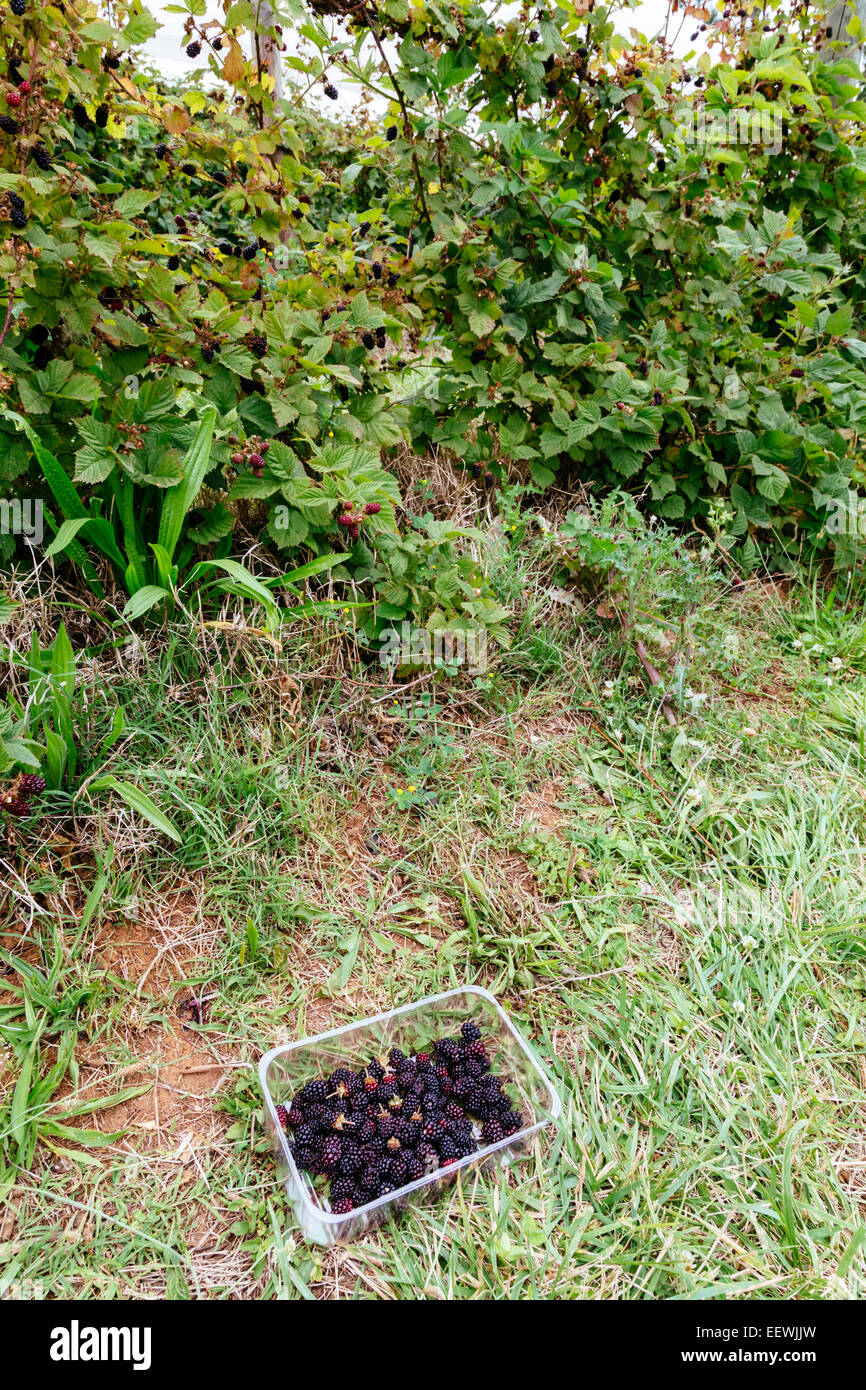 Blackberry bushes hires stock photography and images Alamy