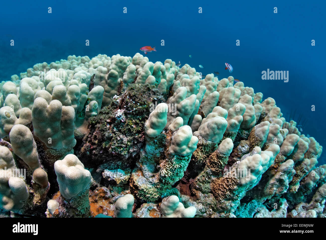 Stonefish (Synanceia verrucosa), camouflaged on a stony coral, Jordan Stock Photo
