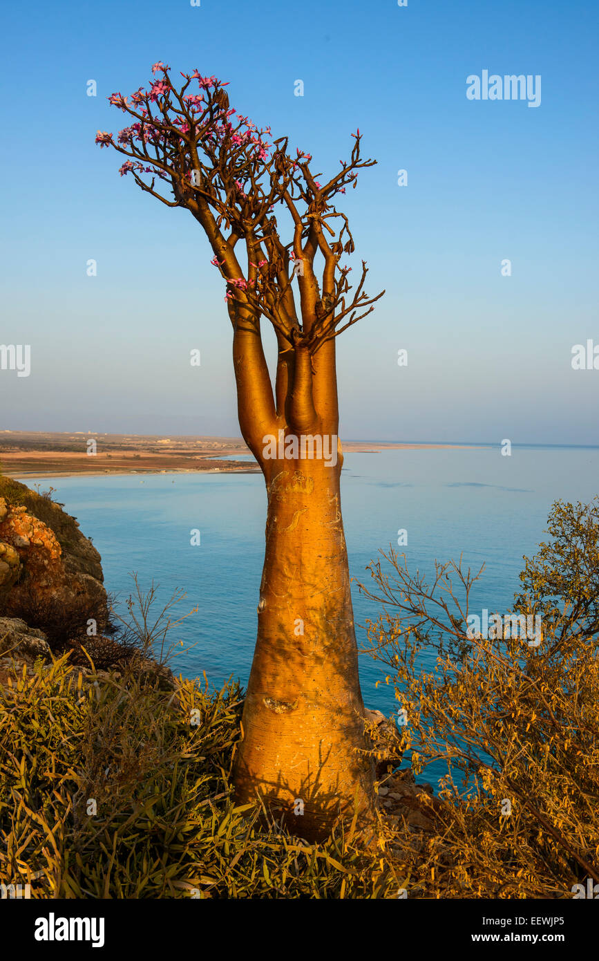 Bottle Tree (Adenium obesum) in bloom, endemic species, Socotra, Yemen