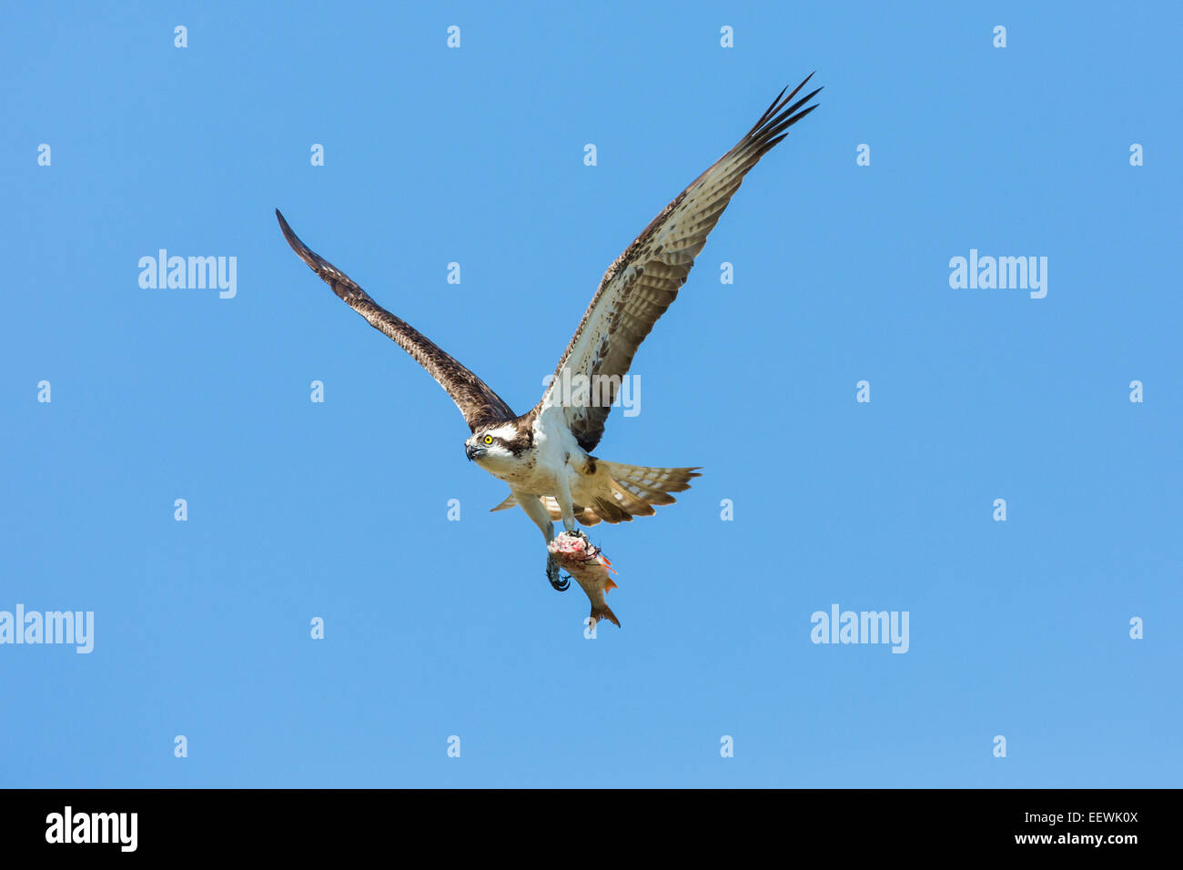 Adult female Osprey Pandion haliaetus flying against blue sky with fish in talons, Droitwich, Worcestershire, September, 2012. Stock Photo