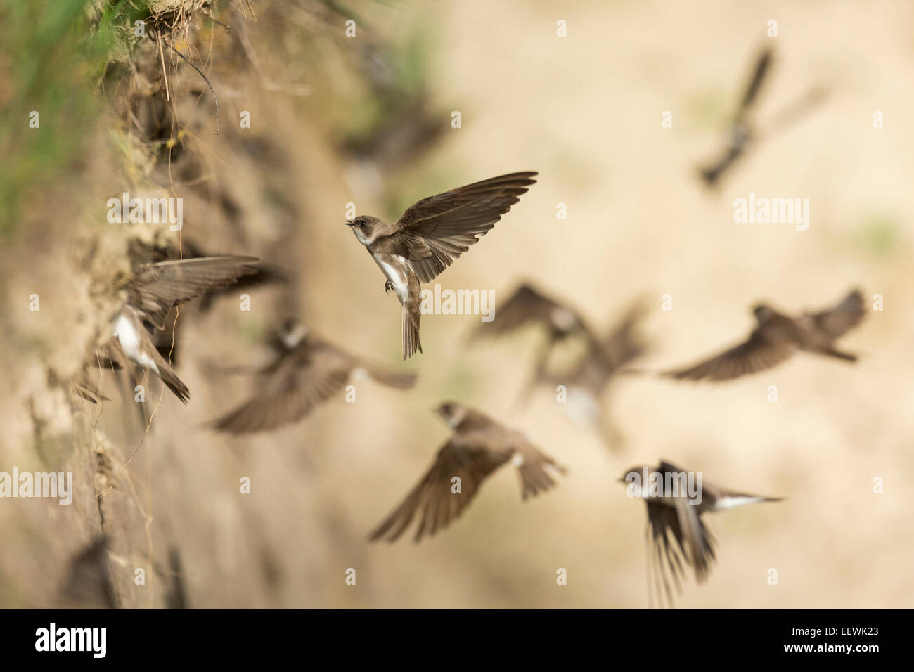 Sand Martin Riparia riparia flying to nest holes in sand bank Stock Photo