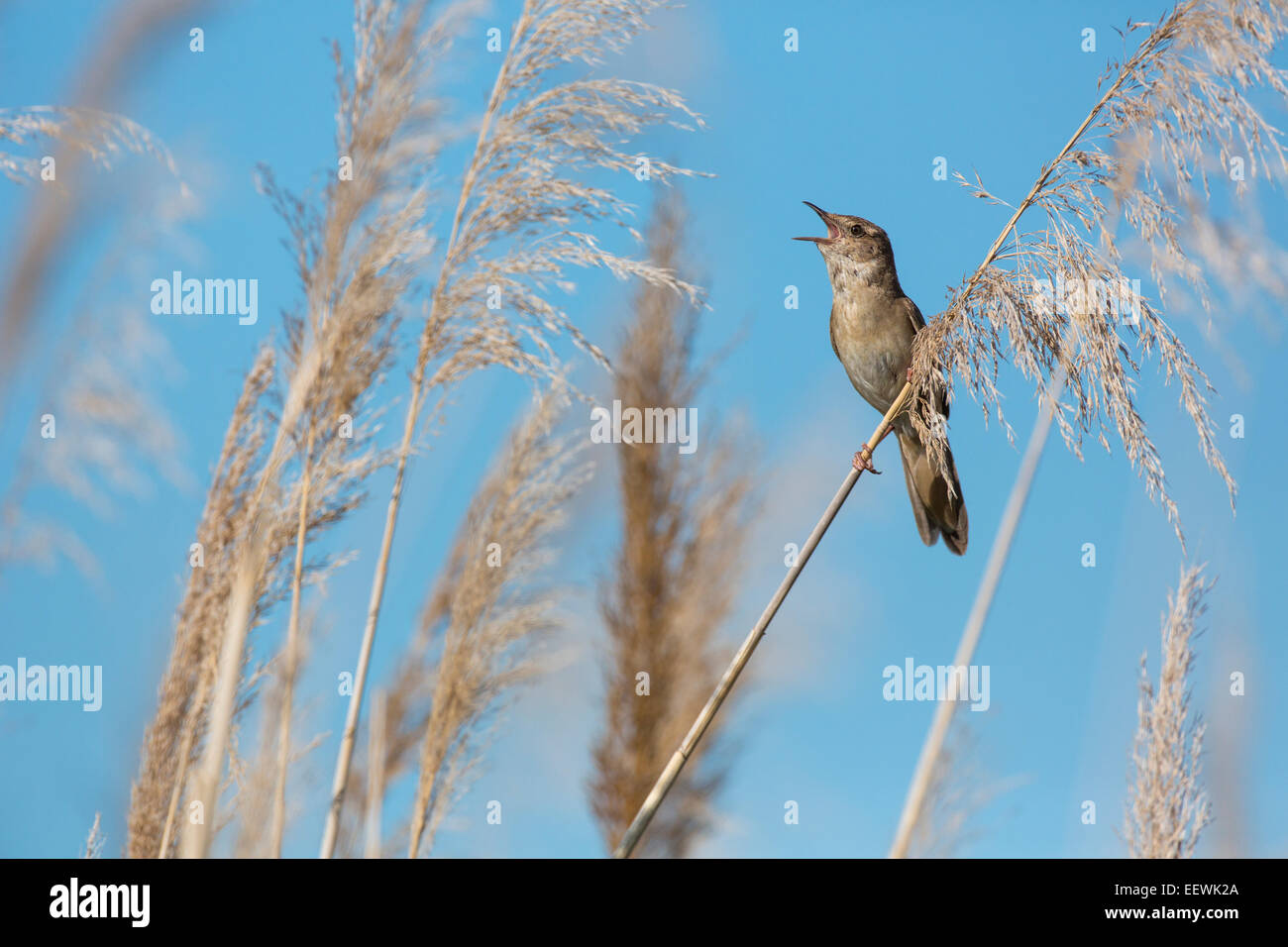 Male Savi's Warbler Locustella luscinoides singing from top of reed mace reed bed, Hungary, June, 2012. Stock Photo