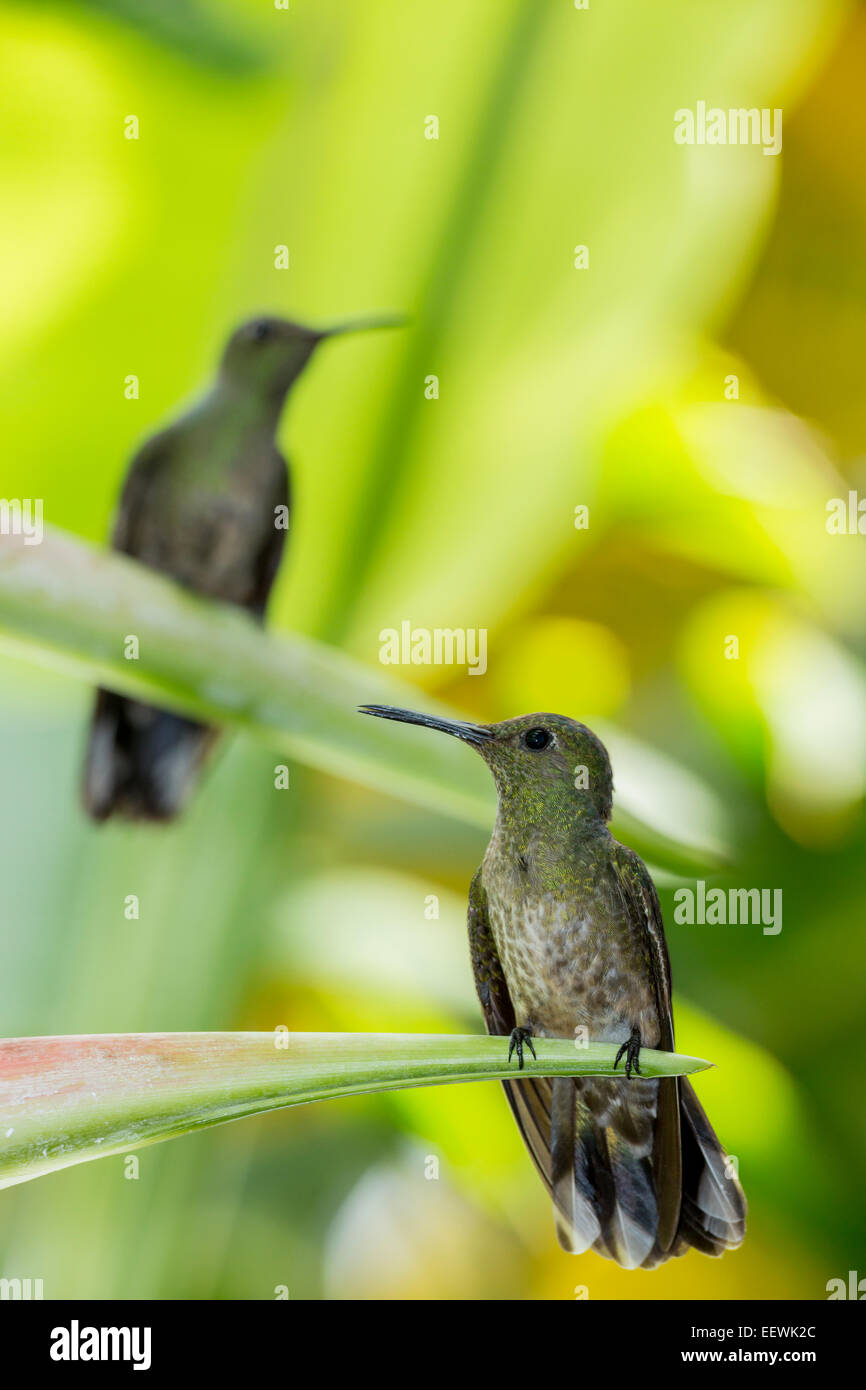 Pair of Scaly-breasted Hummingbird Phaeochroa cuvierii perched on branch at Boca Tapada, Costa Rica, February, 2014. Stock Photo