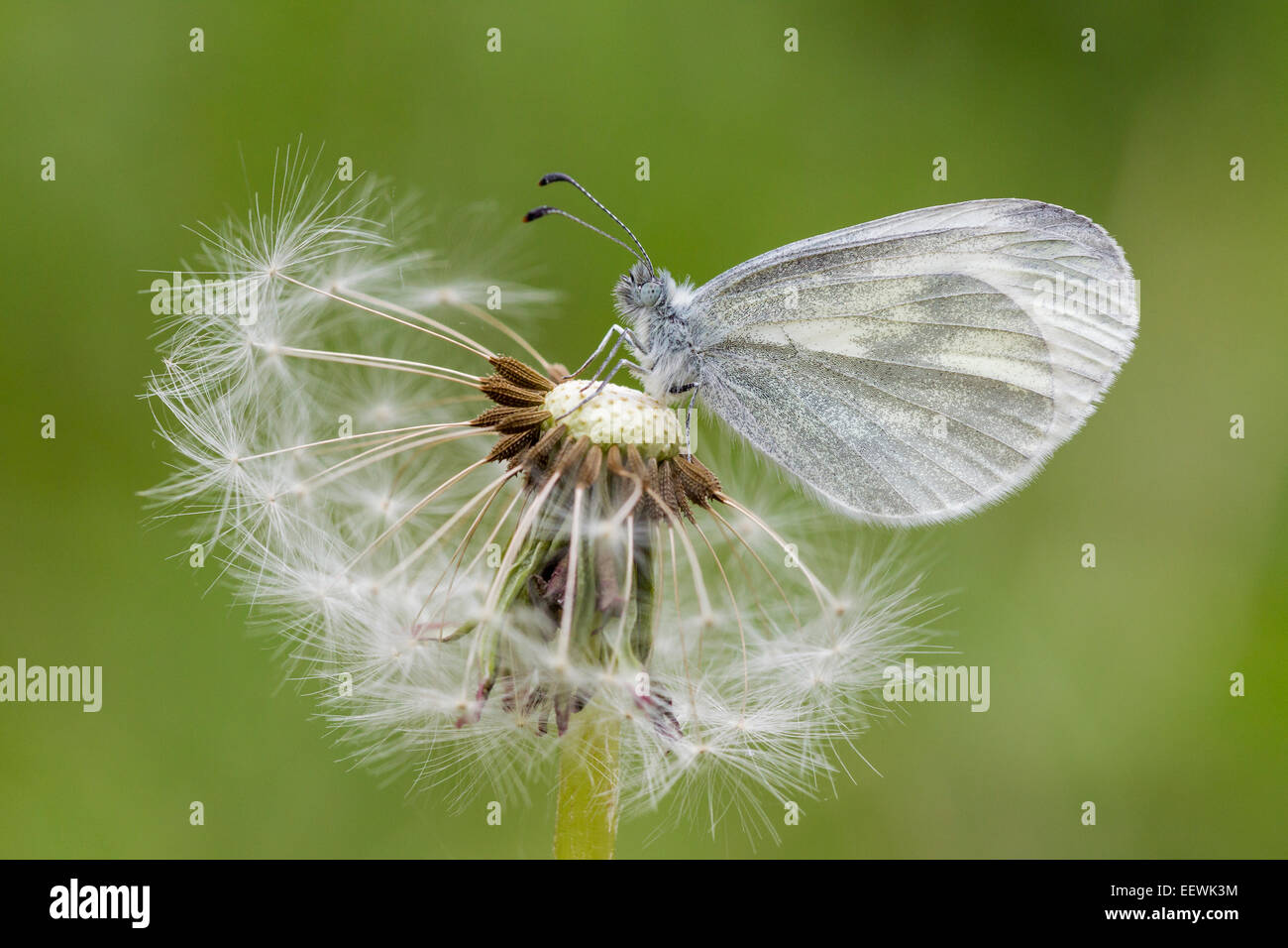 Single Wood White Leptidea sinapsis resting on Common Dandelion Taraxacum officinale seed head, Wigmore Rolls, Herefordshire May Stock Photo