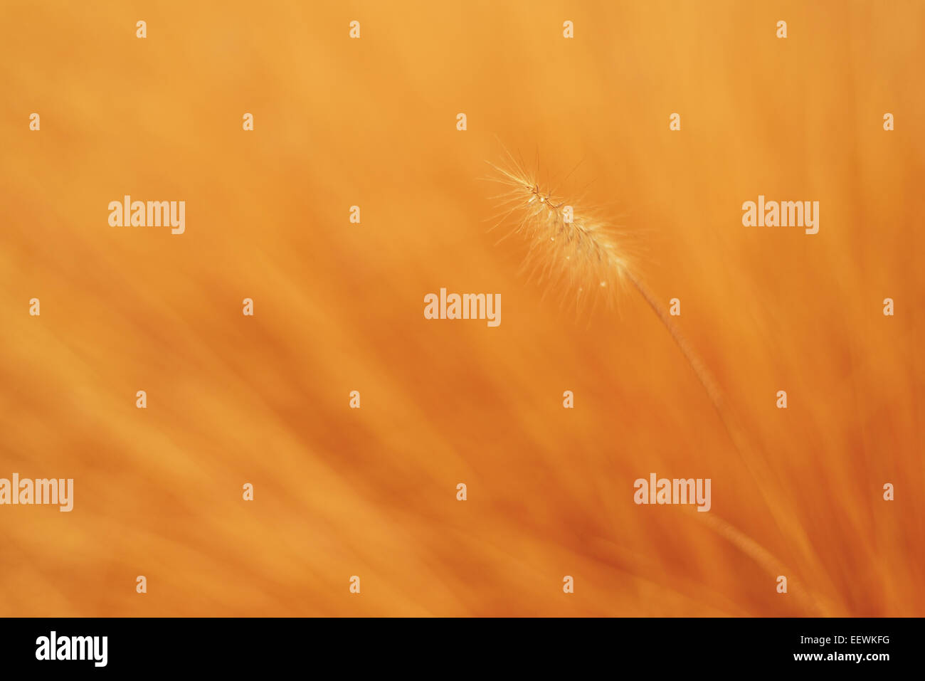 Warm Autumnal Natural Abstract Background with Dry Plant and Lovely ...