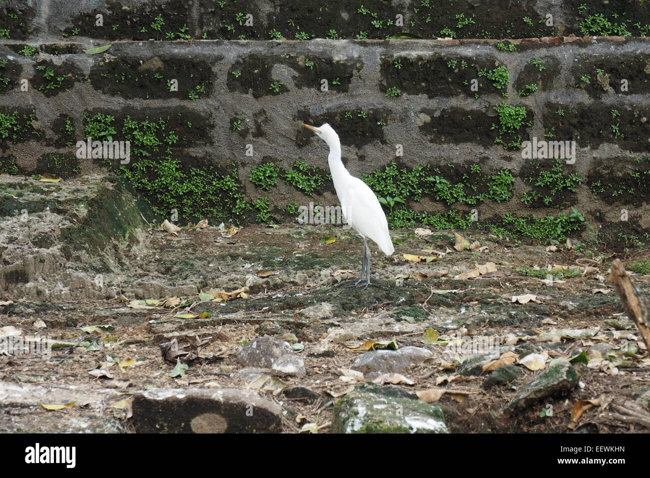 White heron of Petulu, Ubud, Bali. Stock Photo