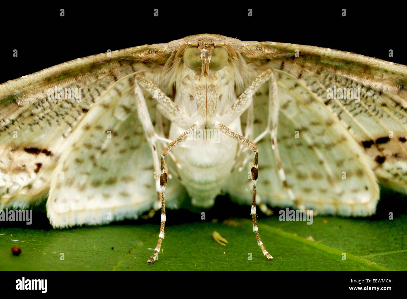 The Crambidae are the grass moth family of Lepidoptera (butterflies and moths). Stock Photo