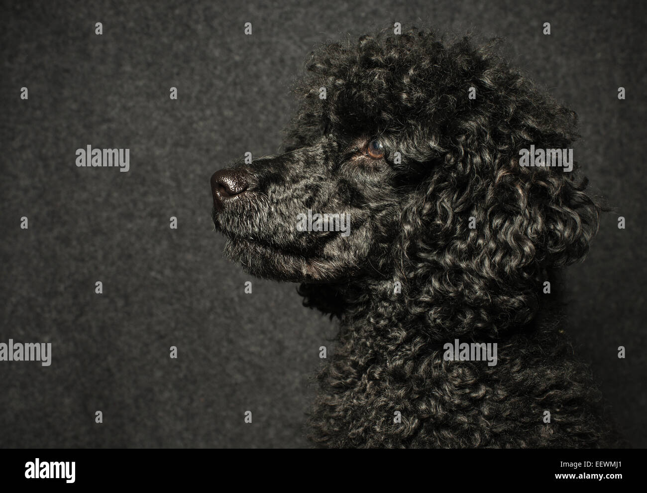 Portrait of black poodle looking away. Stock Photo