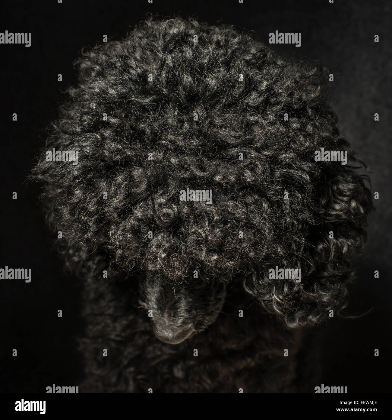 Portrait of black poodle looking down. Stock Photo