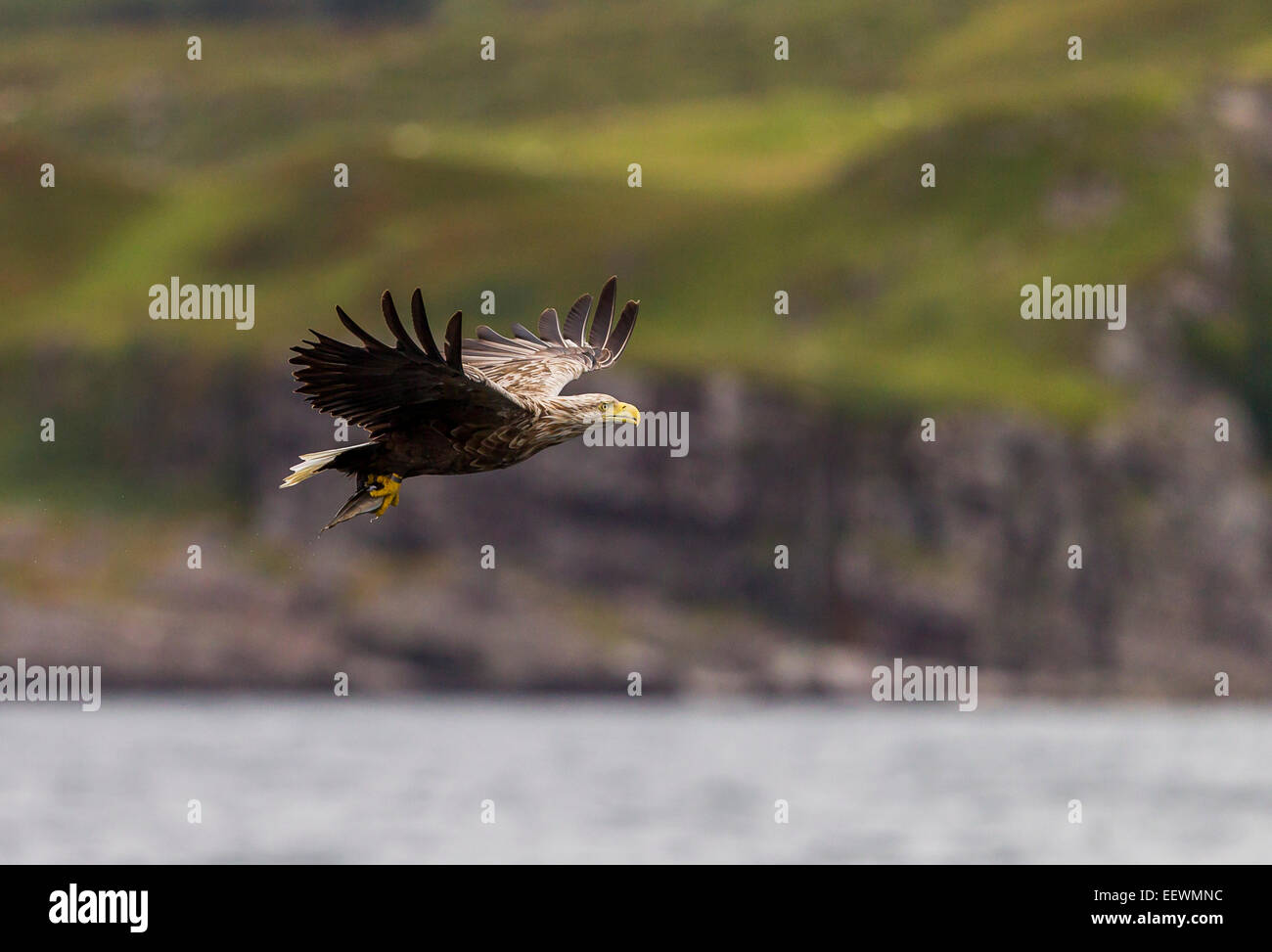 White-tailed Eagle taking fish from water off the coast of Mull Stock Photo