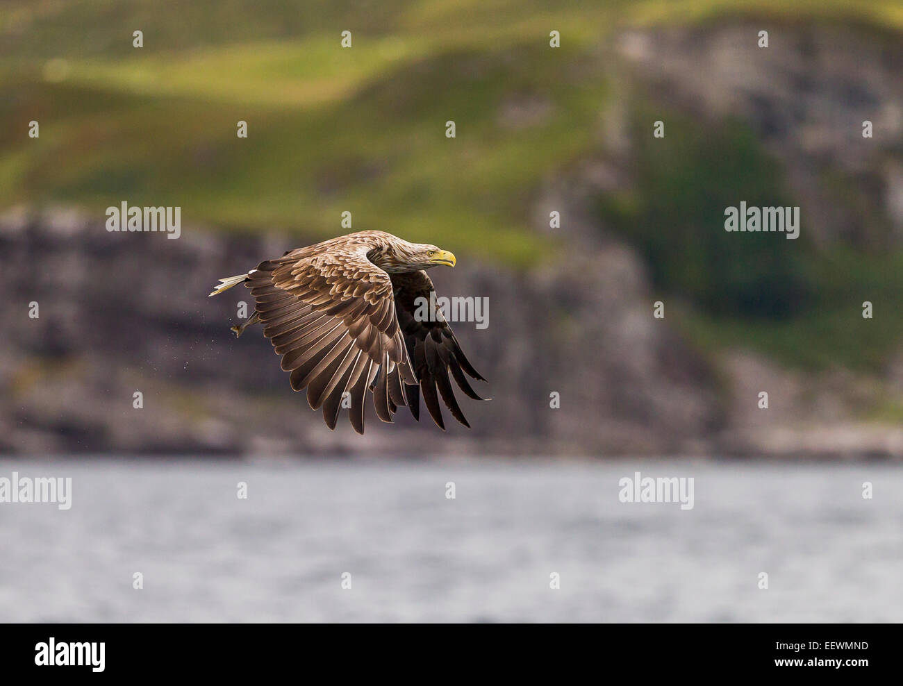 White-tailed Eagle with fish from waters off the coast of Mull Stock Photo