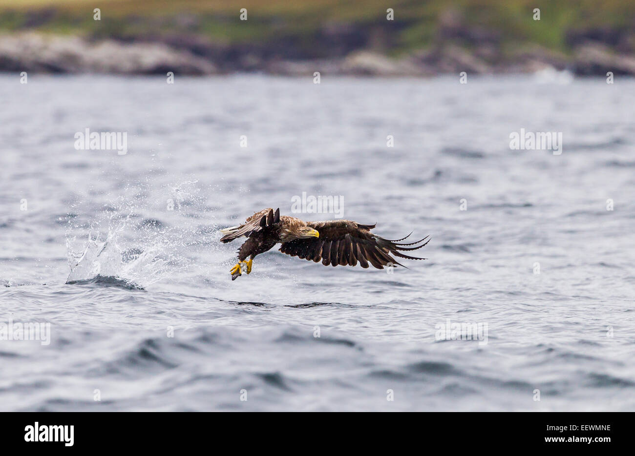 White-tailed Eagle taking fish from water off the coast of Mull Stock Photo