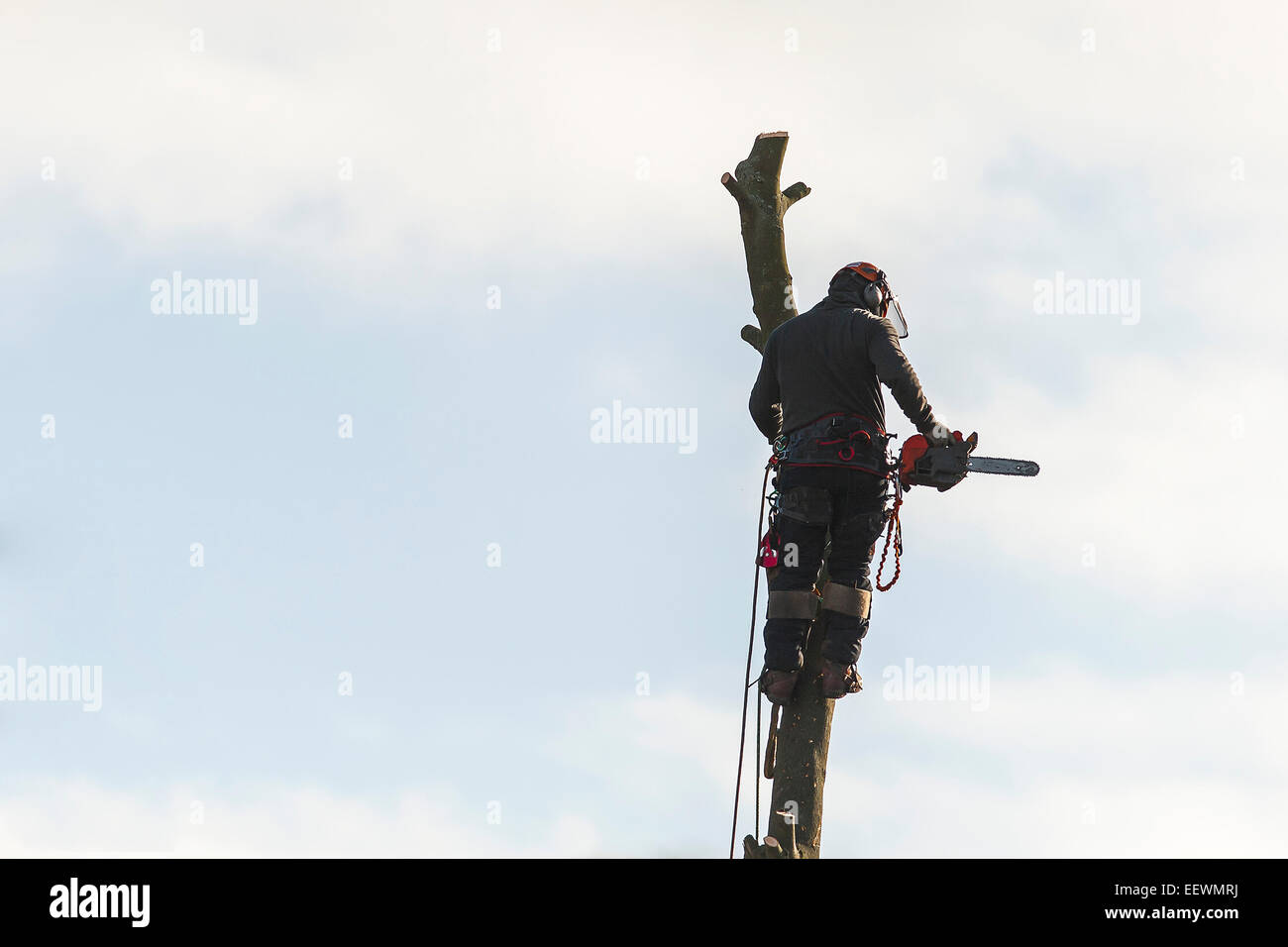 A tree surgeon cutting down tree Stock Photo Alamy