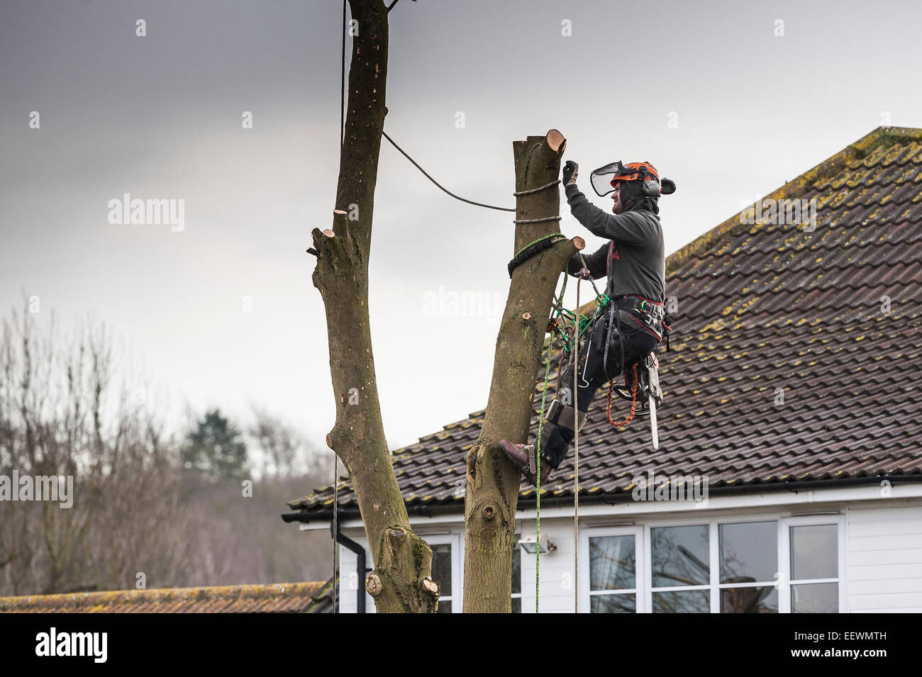 A tree surgeon cutting down tree in the garden of a house Stock Photo ...