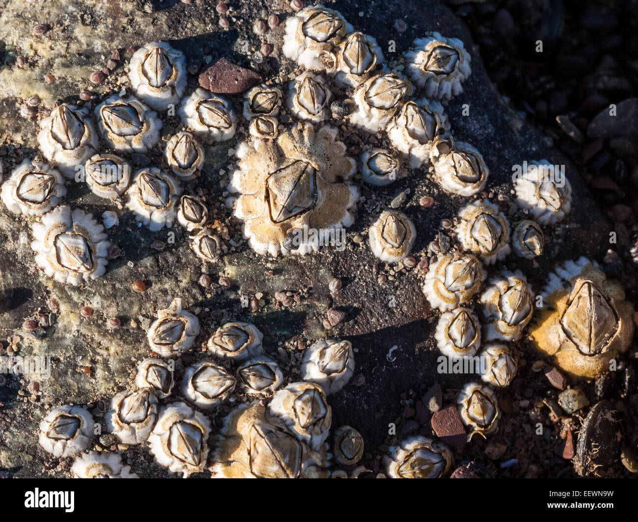 Bay barnacles Stock Photo