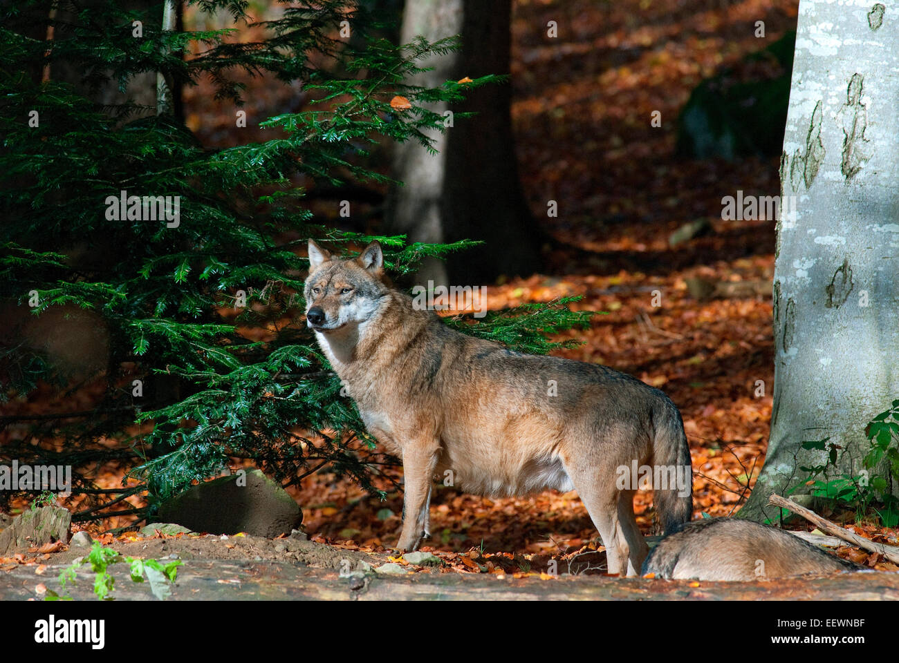 European wolf (Canis lupus), Bavarian Forest National Park, Bayerischer Wald, Bavaria, Germany Stock Photo