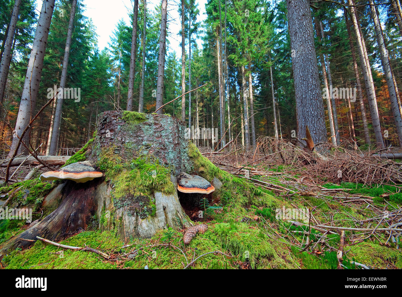 Bavarian Forest National Park, Bayerischer Wald, Bavaria, Germany Stock